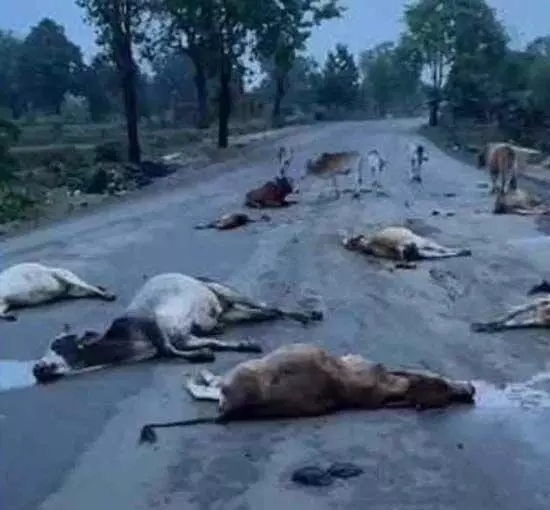 सड़क में 17 गायों की लाश मिली, कुचलकर अज्ञात वाहन फरार सड़क में 17 गायों की लाश मिली, कुचलकर अज्ञात वाहन फरार