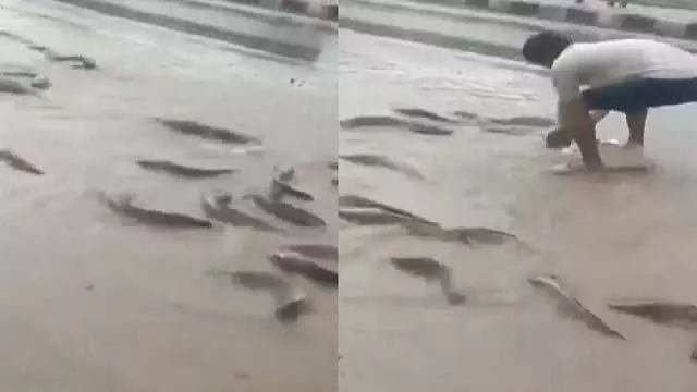 Rajasthan: भारी बारिश, सड़कों पर तैर रही मछलियाँ Rajasthan: भारी बारिश, सड़कों पर तैर रही मछलियाँ