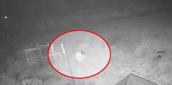 टीएस सिंहदेव के घर इस रास्ते से घुसे चोर, देखिए वीडियो टीएस सिंहदेव के घर इस रास्ते से घुसे चोर, देखिए वीडियो