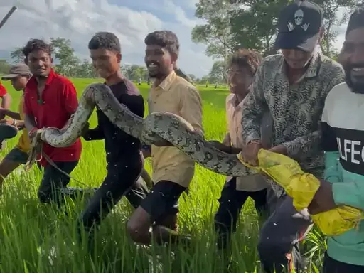 किसान से लिपटा अजगर, ग्रामीणों ने कड़ी मशक्कत कर बचाई जान किसान से लिपटा अजगर, ग्रामीणों ने कड़ी मशक्कत कर बचाई जान