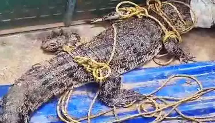 Kendrapara: गांव के तालाब से 6 फुट लंबा मगरमच्छ बचाया गया Kendrapara: गांव के तालाब से 6 फुट लंबा मगरमच्छ बचाया गया