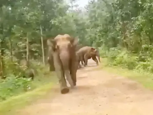 हाथी ने बाइक सवार को दौड़ाया, रायगढ़ में मचा रहा उत्पात हाथी ने बाइक सवार को दौड़ाया, रायगढ़ में मचा रहा उत्पात