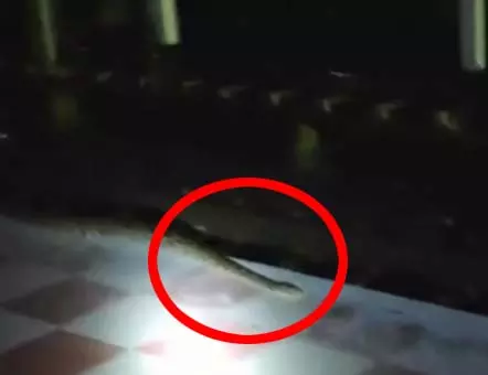 जब रेलवे स्टेशन पर अचानक निकल आया अजगर, देखा तो यात्रियों के उड़ गए होश जब रेलवे स्टेशन पर अचानक निकल आया अजगर, देखा तो यात्रियों के उड़ गए होश