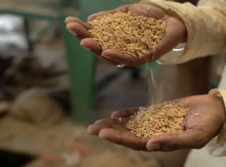 प्रमाणित बीज उत्पादन एक लाभकारी व्यवसाय: पंजीयन की अंतिम तिथि 31 अगस्त प्रमाणित बीज उत्पादन एक लाभकारी व्यवसाय: पंजीयन की अंतिम तिथि 31 अगस्त