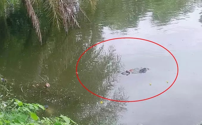 शौच गई महिला की लाश तालाब में मिली, गांव में सनसनी शौच गई महिला की लाश तालाब में मिली, गांव में सनसनी