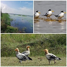 कोपरा जलाशय को मिलेगा रामसर स्थल का दर्जा कोपरा जलाशय को मिलेगा रामसर स्थल का दर्जा