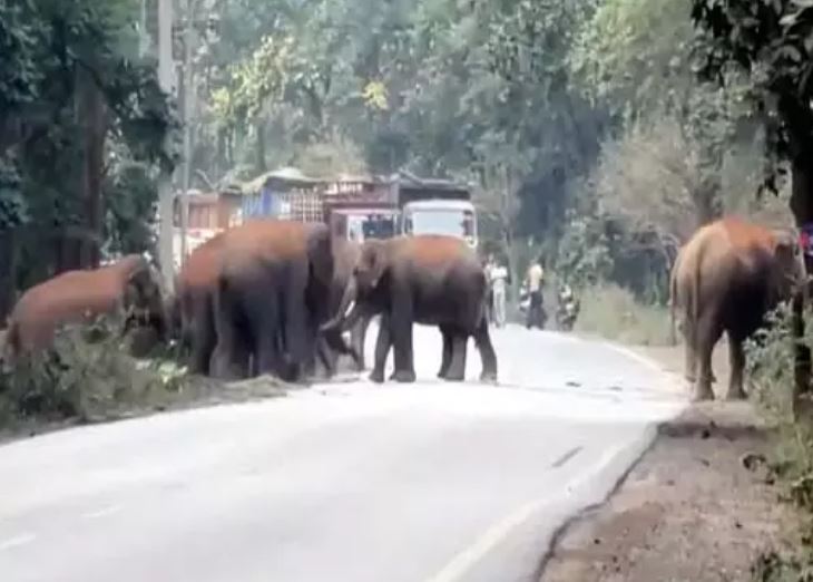 जंगल से निकलकर रोड पर पहुंचे 25 हाथी, कई गांवों में अलर्ट जंगल से निकलकर रोड पर पहुंचे 25 हाथी, कई गांवों में अलर्ट