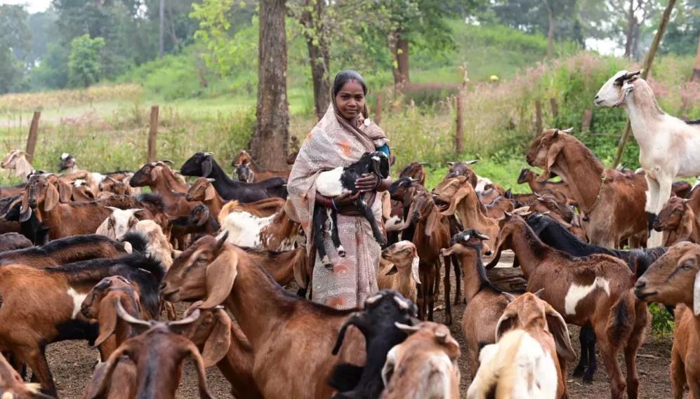 पशुपालन कर बनीं लखपति दीदी, 3 लाख से अधिक अर्जित की सालाना आय पशुपालन कर बनीं लखपति दीदी, 3 लाख से अधिक अर्जित की सालाना आय