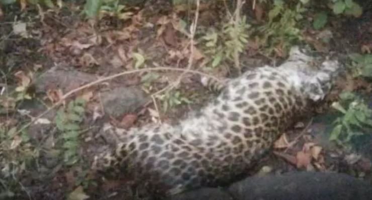 जंगल में मृत मिला तेंदुआ, चारों पंजे गायब, वन्यजीव तस्करी की आशंका जंगल में मृत मिला तेंदुआ, चारों पंजे गायब, वन्यजीव तस्करी की आशंका