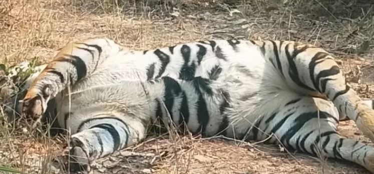सूरजपुर में बाघ का शव मिला, वन विभाग में हड़कंप सूरजपुर में बाघ का शव मिला, वन विभाग में हड़कंप