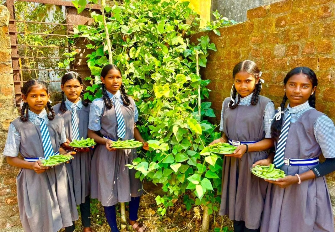बच्चों को मिल रहा पौष्टिक आहार विद्यालय की बगिया से बच्चों को मिल रहा पौष्टिक आहार विद्यालय की बगिया से