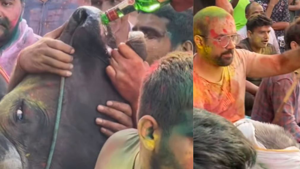 Haryana में होली पर शर्मनाक हरकत: नशे में धुत युवकों ने ‘गौ माता’ को जबरन पिलाई शराब – VIDEO Haryana में होली पर शर्मनाक हरकत: नशे में धुत युवकों ने ‘गौ माता’ को जबरन पिलाई शराब – VIDEO