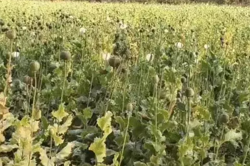 बलरामपुर में 5 एकड़ खेत में मिली अफीम की फसल