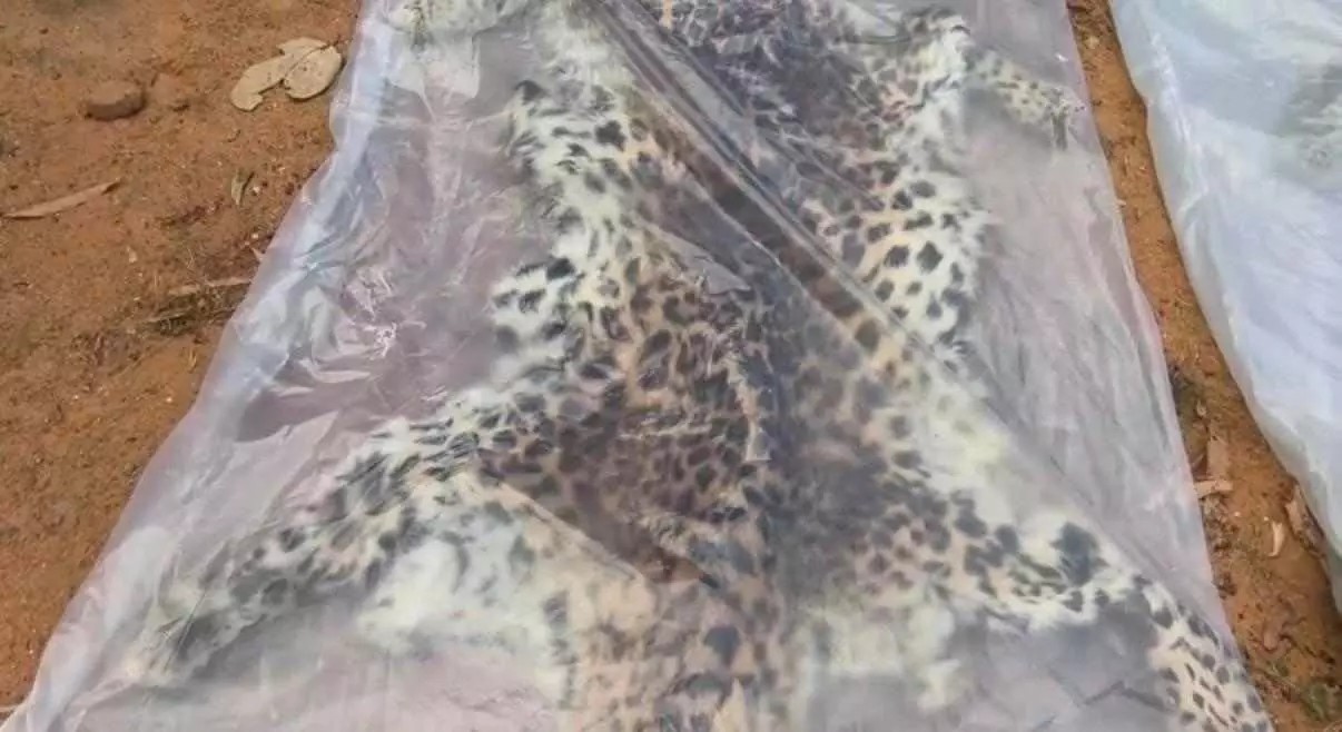 तेंदुए की खाल की अवैध तस्करी का भंडाफोड़: पुलिस ने 9 लोगों को किया गिरफ्तार तेंदुए की खाल की अवैध तस्करी का भंडाफोड़: पुलिस ने 9 लोगों को किया गिरफ्तार