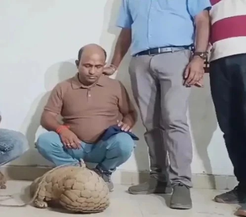 रायपुर में 50 करोड़ की पैंगोलिन के साथ दो तस्कर गिरफ्तार, वन विभाग की बड़ी कार्रवाई