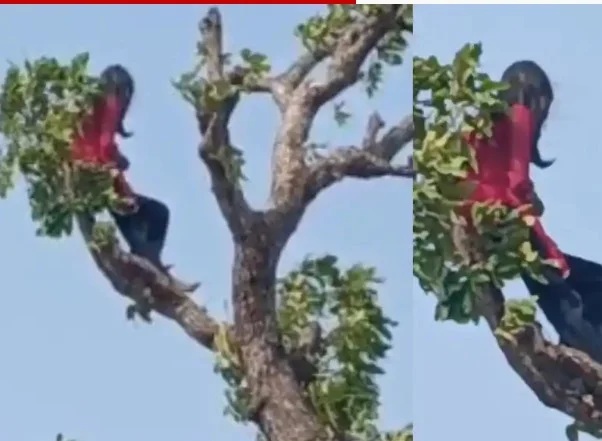 Korba News: मोबाइल की जिद में पेड़ पर चढ़ी बच्ची, घंटों चला हाई-वोल्टेज ड्रामा, जानिए फिर क्या हुआ Korba News: मोबाइल की जिद में पेड़ पर चढ़ी बच्ची, घंटों चला हाई-वोल्टेज ड्रामा, जानिए फिर क्या हुआ