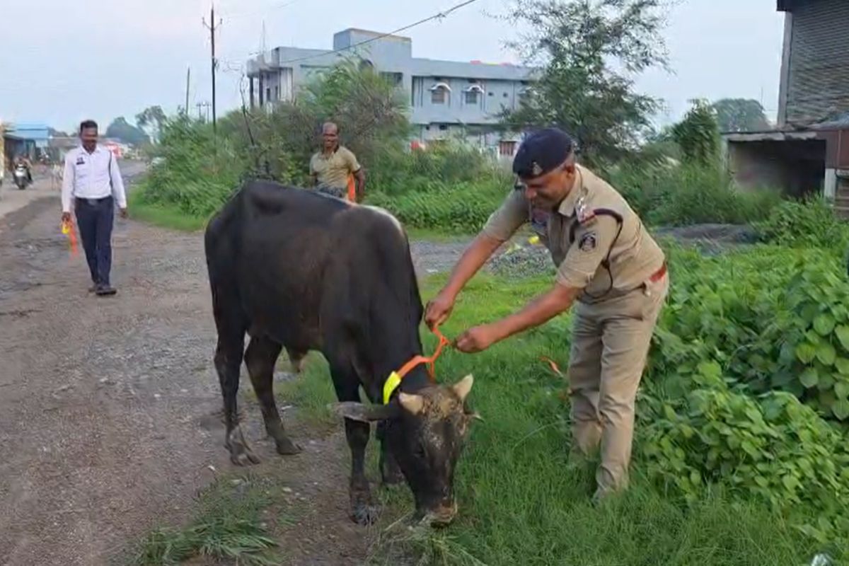 Raigarh Traffic Police Road Safety Initiative: बारिश में सड़क हादसों पर अंकुश लगाने रायगढ़ पुलिस की पहल; मवेशियों के गले में बांधे जा रहे रेडियम बैंड Raigarh Traffic Police Road Safety Initiative: बारिश में सड़क हादसों पर अंकुश लगाने रायगढ़ पुलिस की पहल; मवेशियों के गले में बांधे जा रहे रेडियम बैंड
